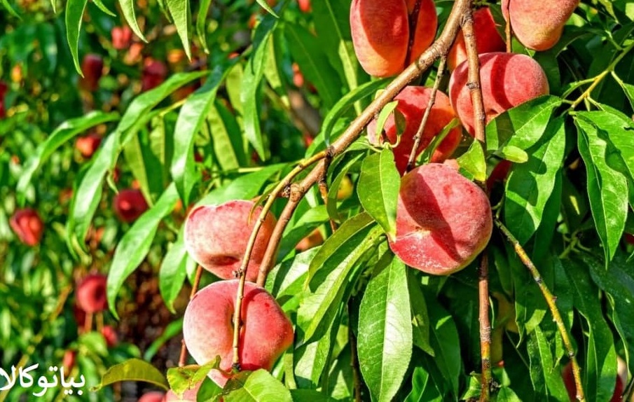 کاشت درخت انجیری/افزایش باربری